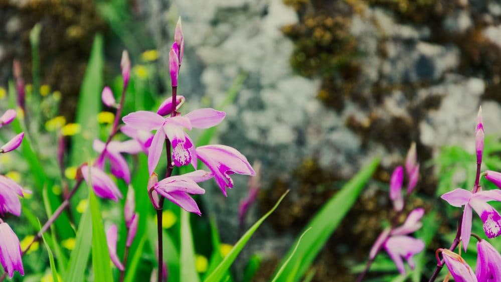 Я спросил у ясеня: как ИИ помогает общаться с растениями